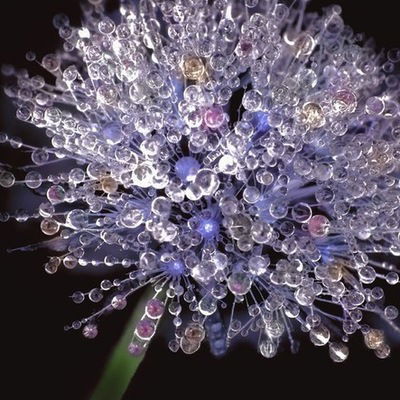 Таня Гребер