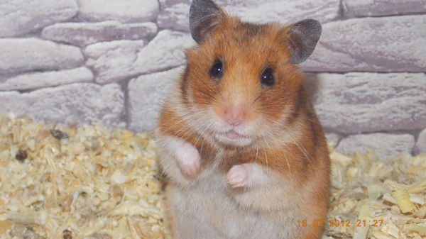 Антон Остраушко