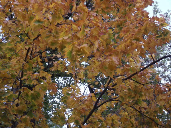 ***елена- Елена