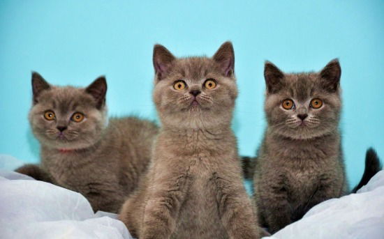 Анечка Пяткина