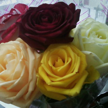 Незнакомка Иванова