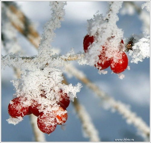 Светлана Ободникова