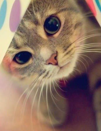 Юлия Петрова