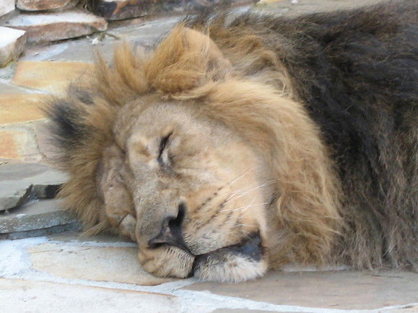 Алексей Цыбулин