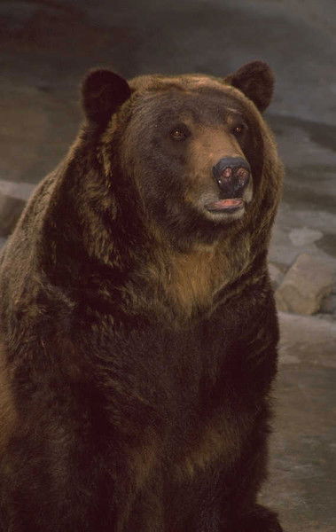 Нурсеит Мусаев