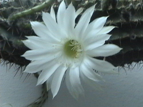 Любовь Борисова