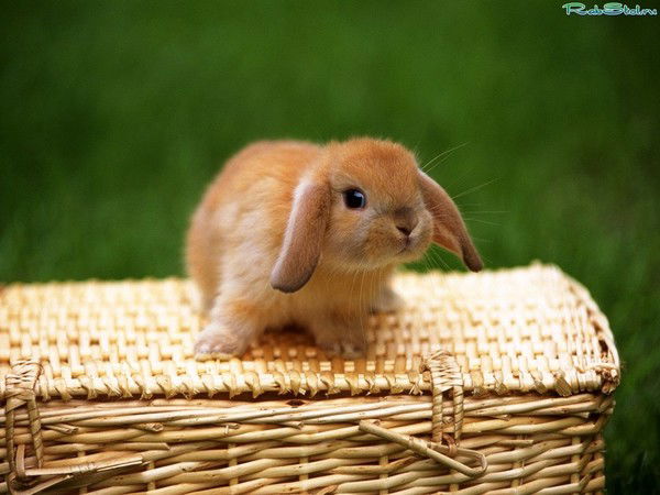 Лидия Алейник