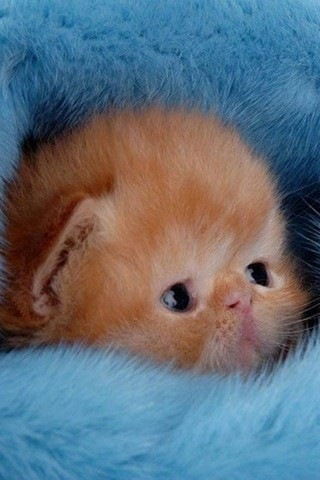 Света Раченкова