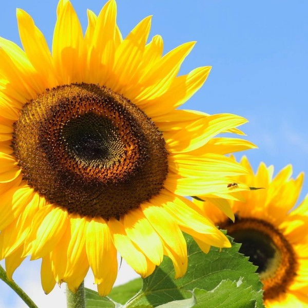 Валентина Бунина