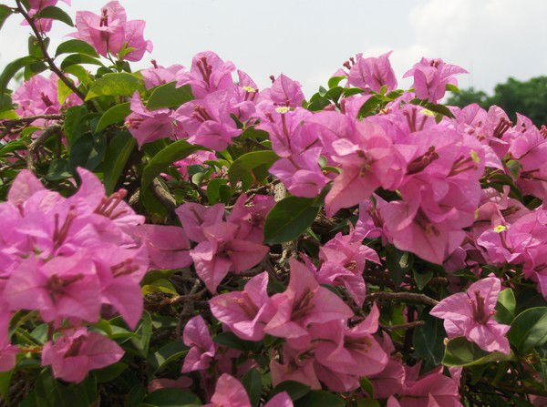 Ирина Кислицина