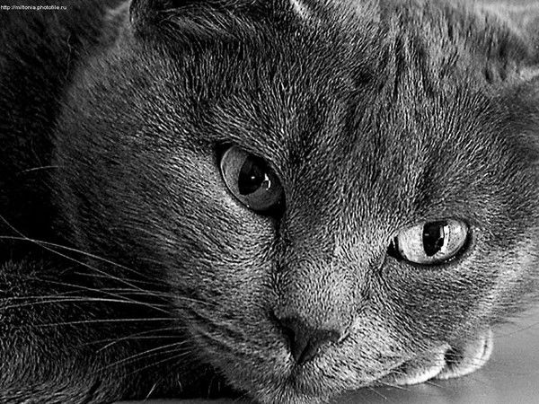 Валерий Прядкин