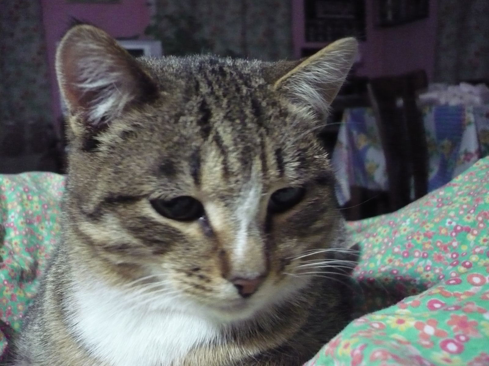 Иван Астанин