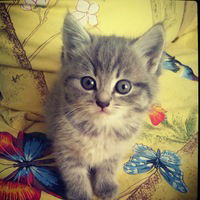 Ирина Клепикова