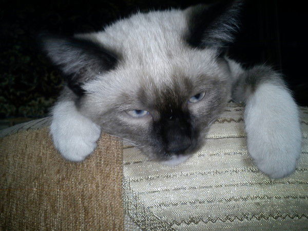 Айжан Кусманова