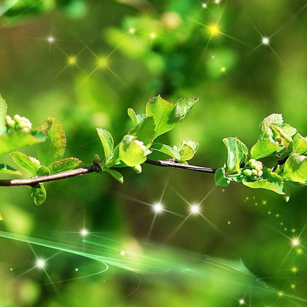 Николай Бас