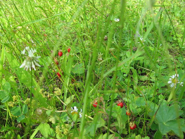 Вихарева Алена