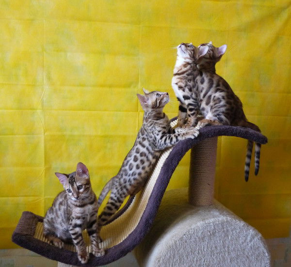 Виталий Логинов