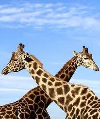 Александр Перелейвода