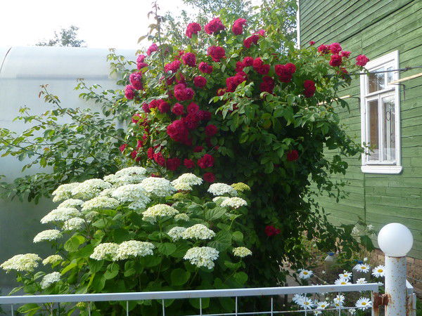 Мария Леонтьева