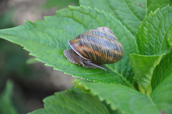 Светлана Красникова