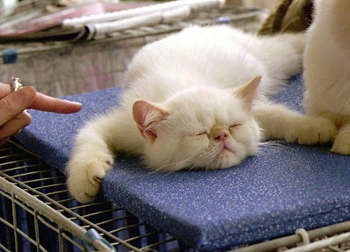 Елена Палийчук