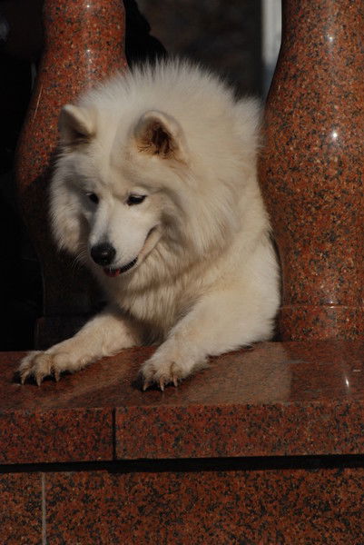 Роман Бронишевский