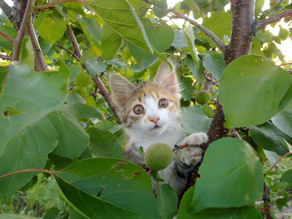 Любовь Волкова