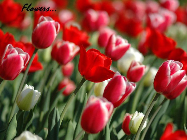 Гульмира Сабитова