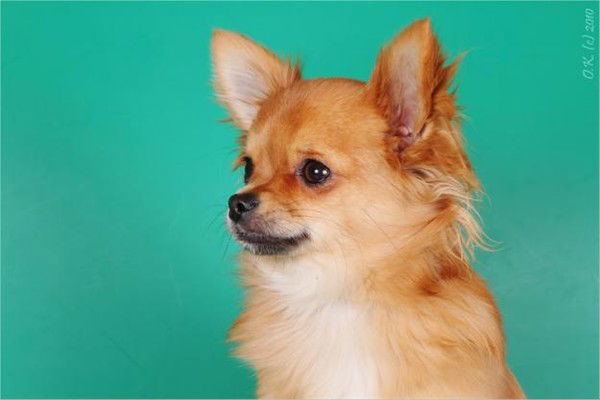 Александр Алимов