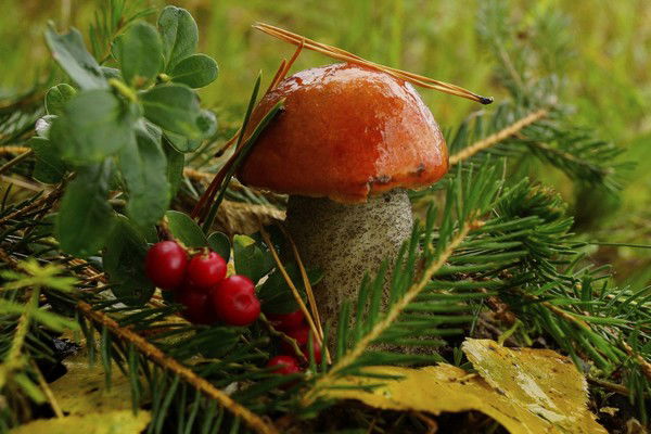 Надежда ******