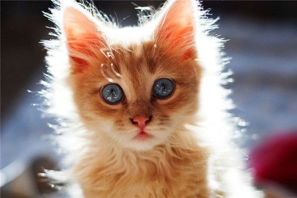 Анастасия Сергеева