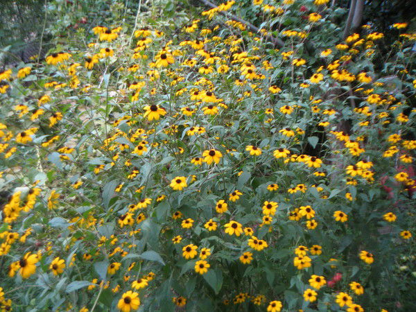 Юлия Ермакова