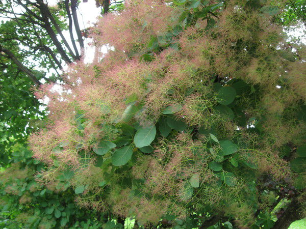 Ольга Рукша