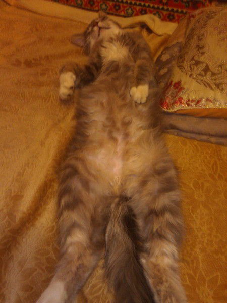 Владимир Черный