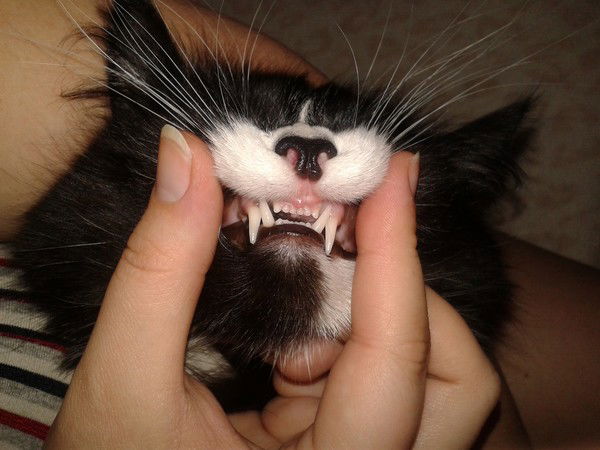 Тима Арапов