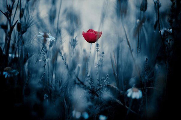 Мирослава Каганець