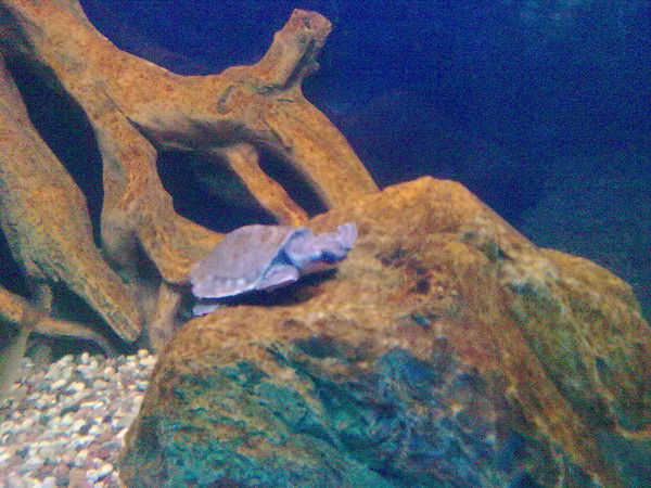 Андрей Яшкин