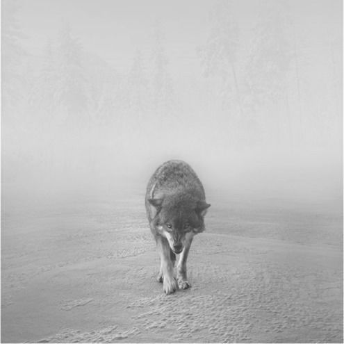 Андрей Ванин