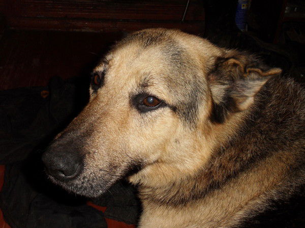 Николай Бахвалов