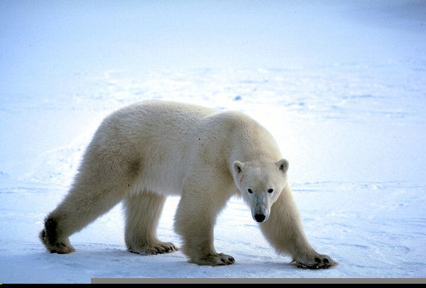 Михаил Самойленко
