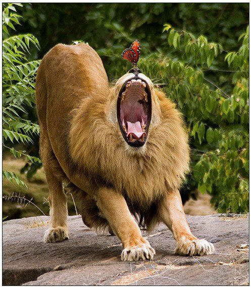 Бауыржан Кайынбаев