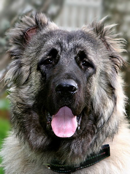 Елена Володина