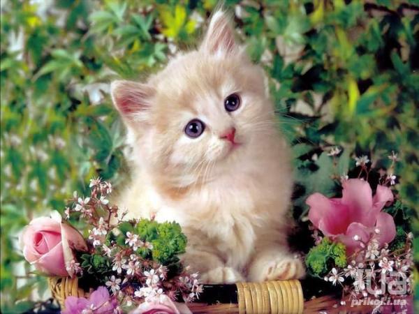 Анастасия Козий