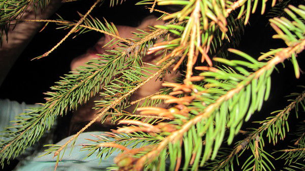 Вера Шерстобитова