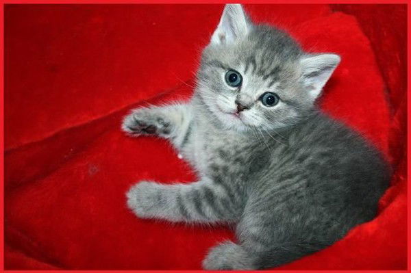 Ольга Павлова