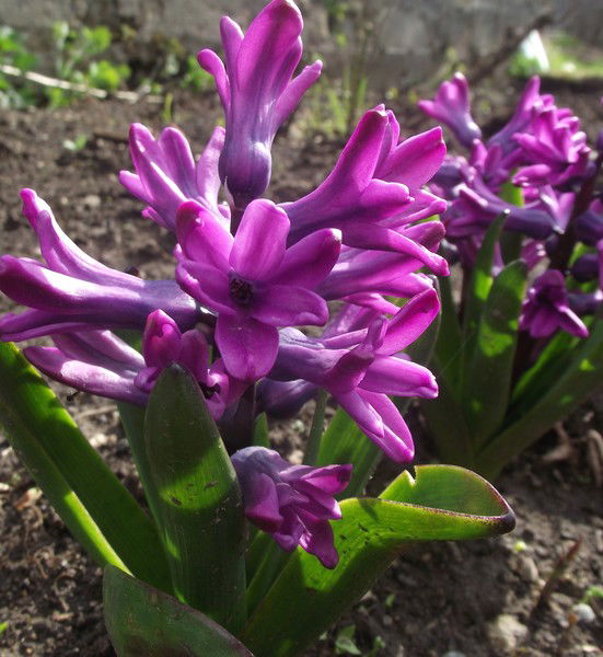 Виталий Сюксин