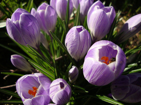 Алена Родионова