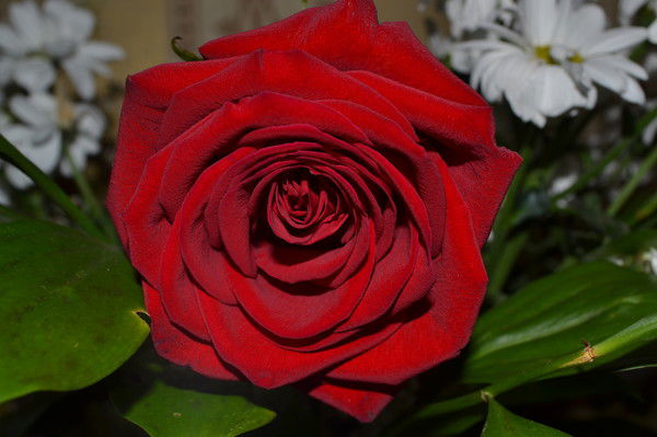 Вера Вагнер