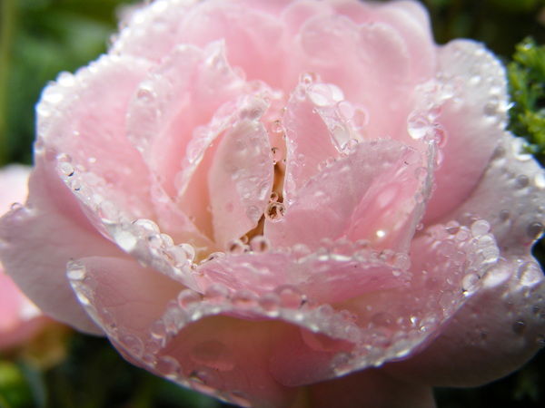 Настя Щетинкина