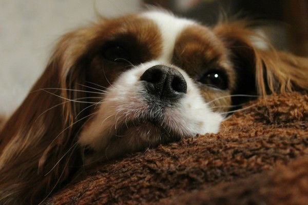 Динара Килибаева